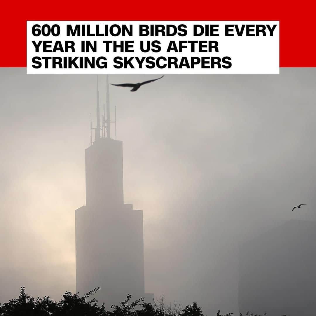 CNNさんのインスタグラム写真 - (CNNInstagram)「Yep, you read that right. US skyscrapers kill around 600 million birds every year — particularly during migratory seasons in spring and fall —  with Chicago, Houston and Dallas being especially deadly, according to new research. Attracted to the artificial light in high-rise blocks, birds can become disoriented and crash into walls, many of which are made of glass, suffering injury and often death. (📸: Scott Olson/Getty Images)」4月9日 16時00分 - cnn