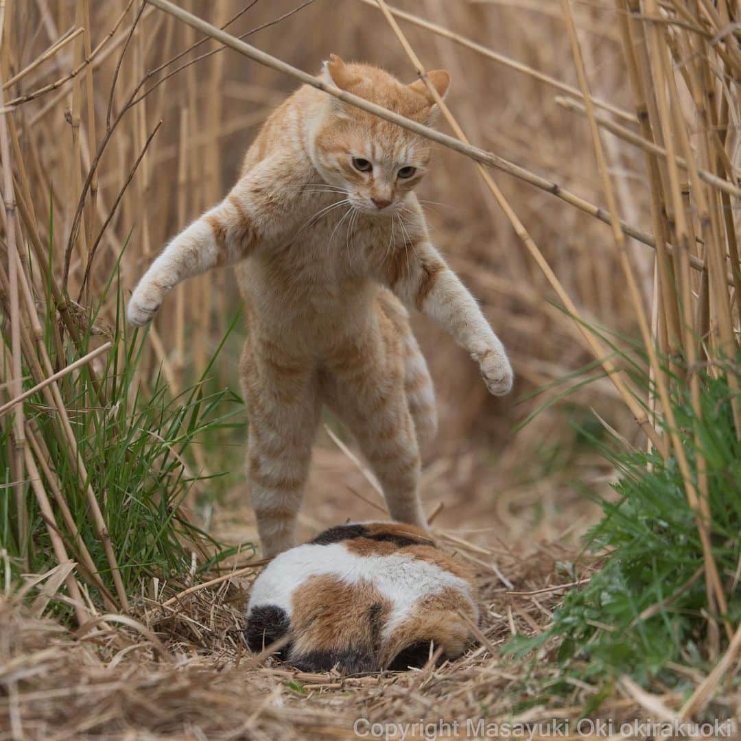 Masayukiさんのインスタグラム写真 - (MasayukiInstagram)「平べったいの見つける。  #cat #ねこ」4月9日 15時54分 - okirakuoki