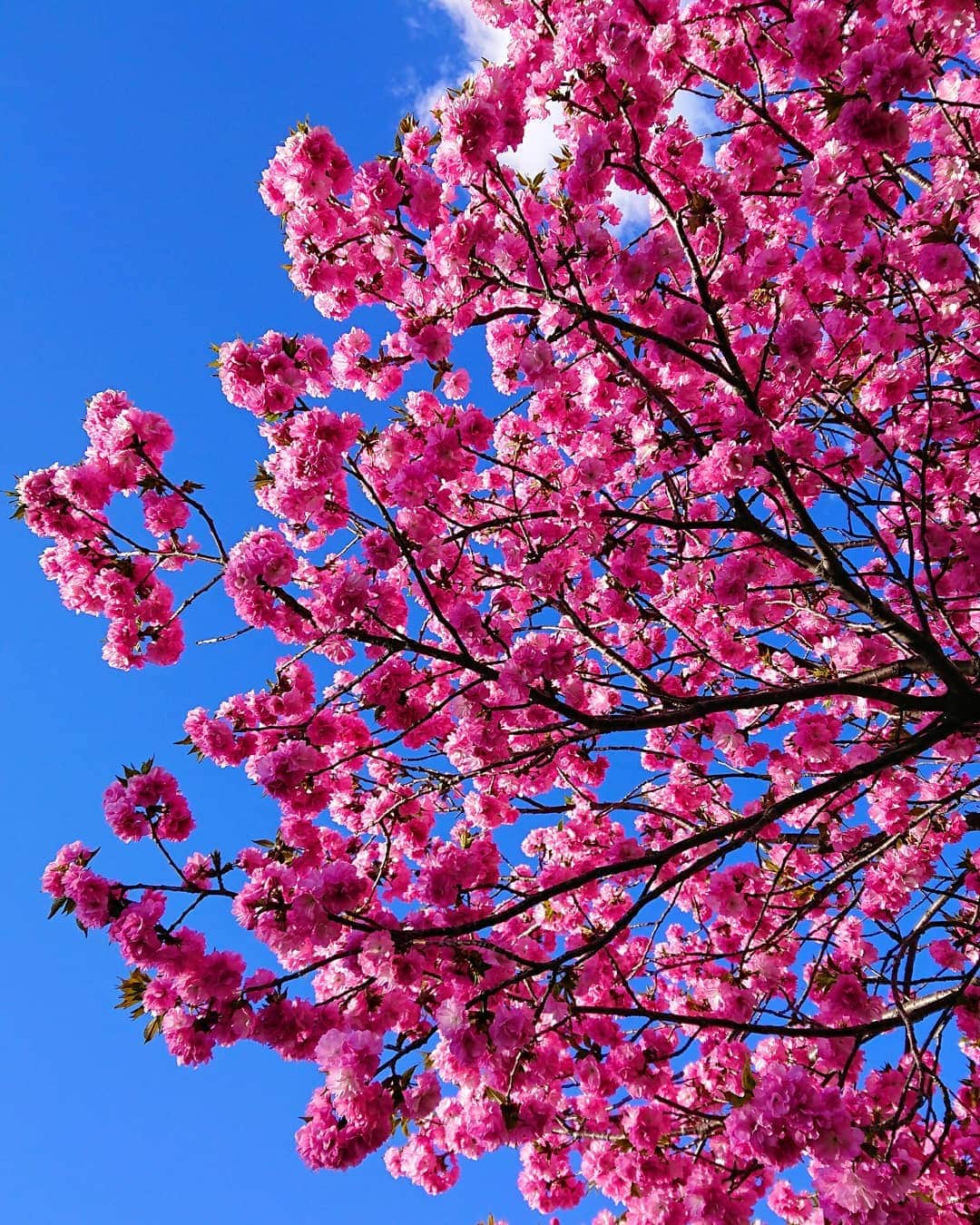REIKAさんのインスタグラム写真 - (REIKAInstagram)「. 今日も綺麗🌸✨ 青空と桜の組み合わせ好き♥️ 桜と撮影したかったけどもう散っちゃうかな～💨 . . #桜 #さくら #cherryblossom」4月9日 15時56分 - reika_japan