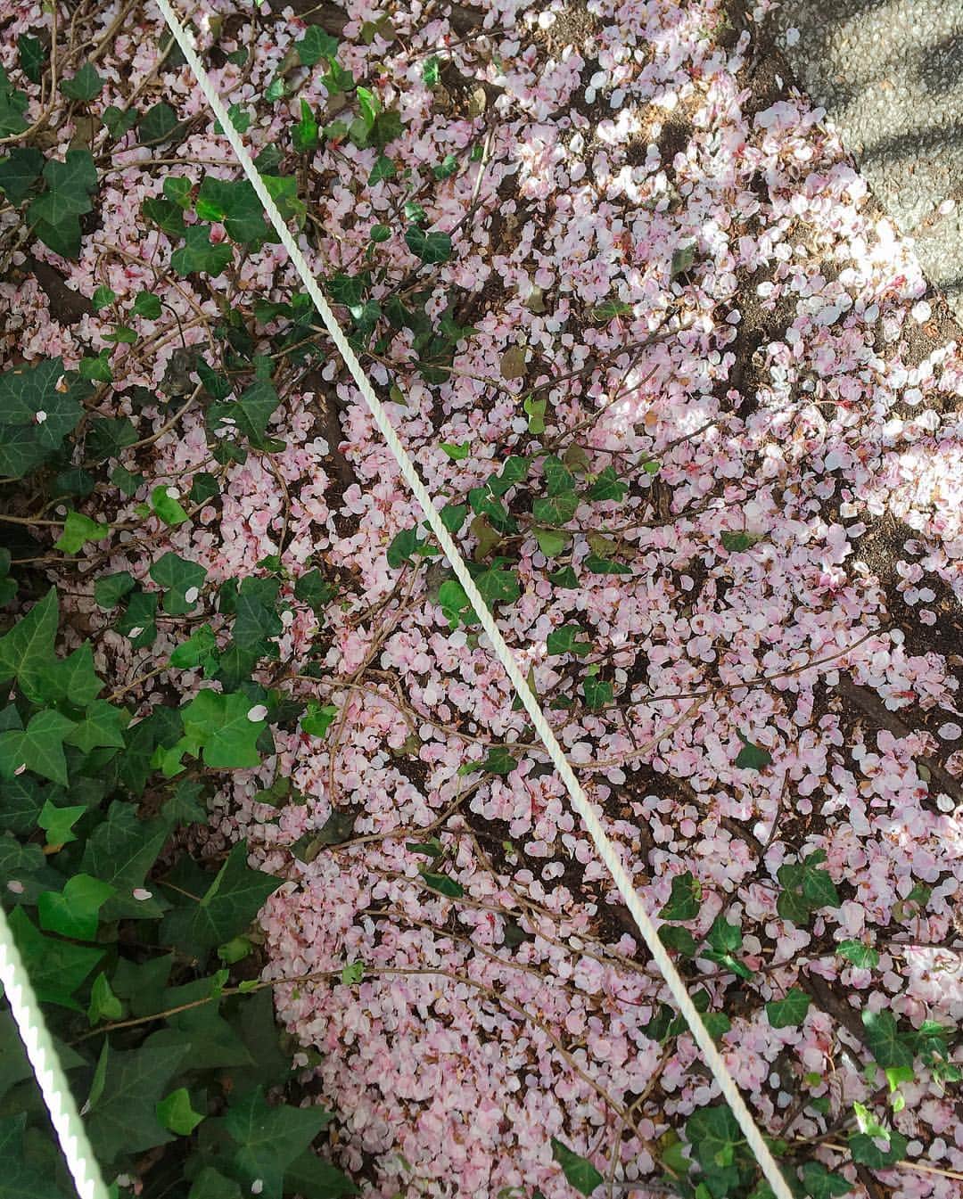 佐藤千晶さんのインスタグラム写真 - (佐藤千晶Instagram)「目黒川に行ったら 花筏でした。  足元も桜色の絨毯。  ネイルも春色に。  #ネイル #春色 #桜色」4月9日 15時57分 - satochiaki125