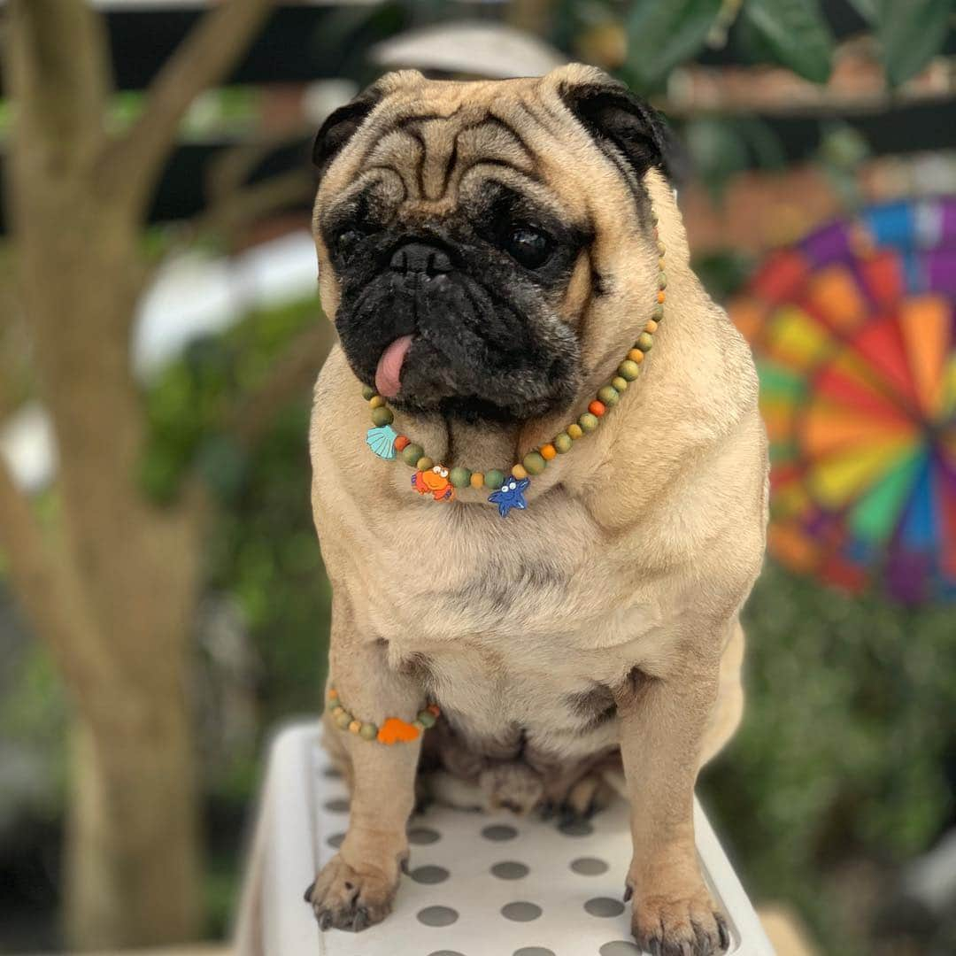 gontaさんのインスタグラム写真 - (gontaInstagram)「Spring weather is cold, warm and unstable🌸☂️#keelyafternoontea #Gonta2#speakpug #smilingpugs #pugjapan #love#pug #instpug #pugshit #pugsofinstagram #zerozeropug #worldofpug」4月9日 16時08分 - gehhah