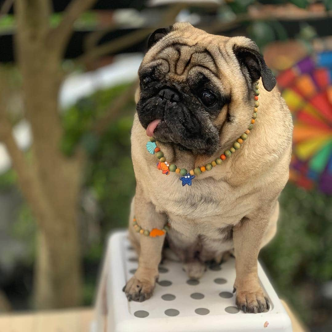 gontaさんのインスタグラム写真 - (gontaInstagram)「Spring weather is cold, warm and unstable🌸☂️#keelyafternoontea #Gonta2#speakpug #smilingpugs #pugjapan #love#pug #instpug #pugshit #pugsofinstagram #zerozeropug #worldofpug」4月9日 16時08分 - gehhah