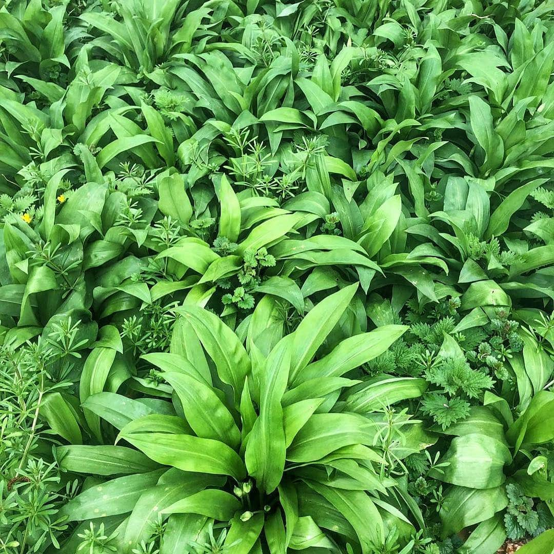 ジェイミー・オリヴァーさんのインスタグラム写真 - (ジェイミー・オリヴァーInstagram)「Check out this patch of wild garlic! Just brilliant!  I planted some in my garden about 5 years ago and now it's spread but so worth it as it's fantastic - so versatile to cook with. Amazing with fish, meat, stews, I love it pounded into oils, for basting meats. Really nice. Who's growing it in their garden??」4月9日 16時03分 - jamieoliver