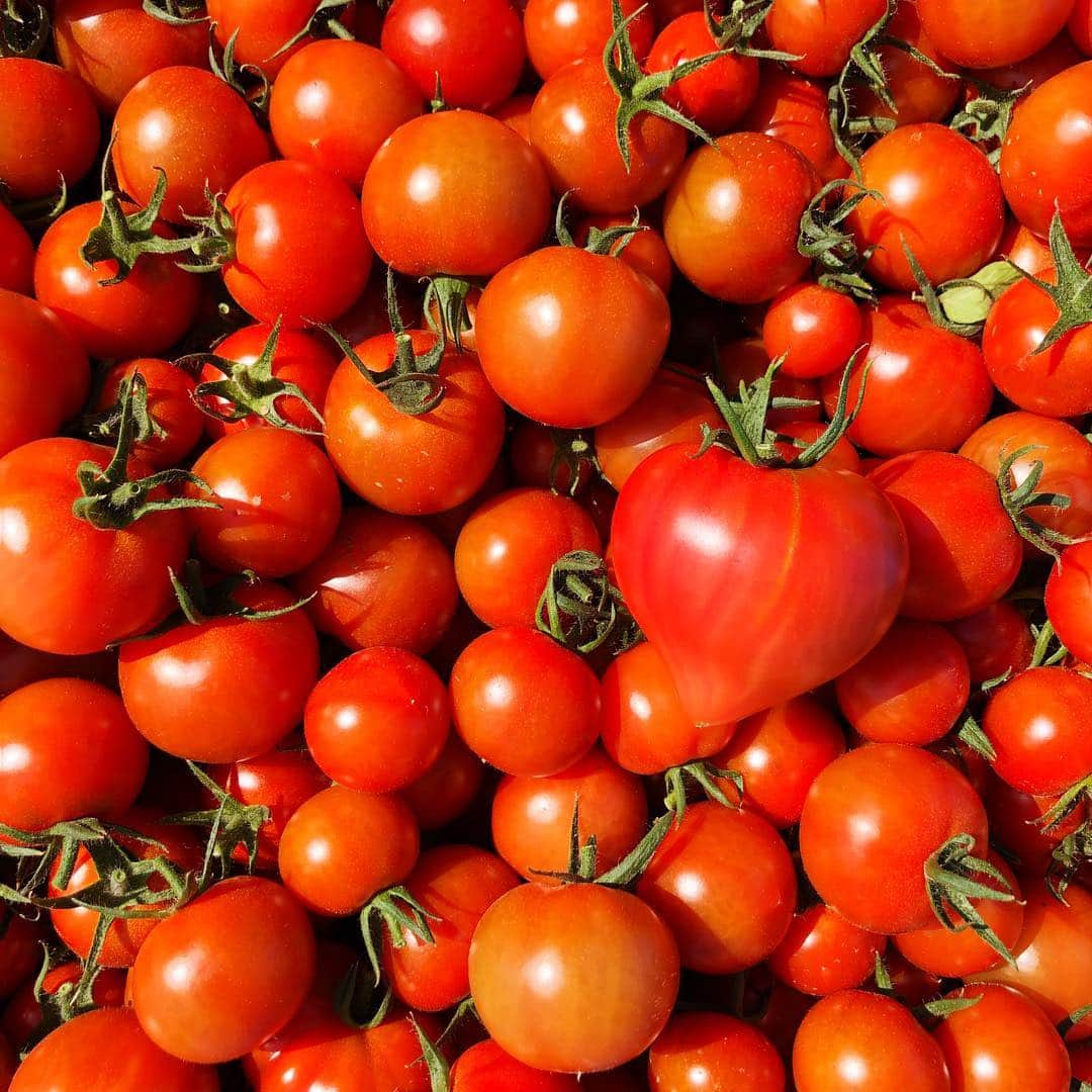 近藤夏子さんのインスタグラム写真 - (近藤夏子Instagram)「🍅❤️🍅❤️🍅❤️🍅❤️🍅❤️🍅❤️🍅❤️🍅❤️🍅❤️🍅❤️🍅❤️🍅❤️🍅❤️🍅❤️🍅❤️🍅❤️🍅❤️🍅❤️🍅❤️🍅❤️ #トマト #フレッシュ #ハートに見える #姫そだち」4月9日 16時16分 - kondonatsuko