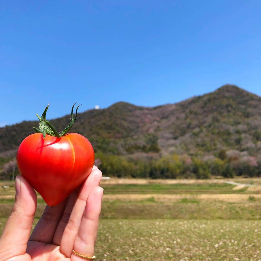 近藤夏子さんのインスタグラム写真 - (近藤夏子Instagram)「🍅❤️🍅❤️🍅❤️🍅❤️🍅❤️🍅❤️🍅❤️🍅❤️🍅❤️🍅❤️🍅❤️🍅❤️🍅❤️🍅❤️🍅❤️🍅❤️🍅❤️🍅❤️🍅❤️🍅❤️ #トマト #フレッシュ #ハートに見える #姫そだち」4月9日 16時16分 - kondonatsuko