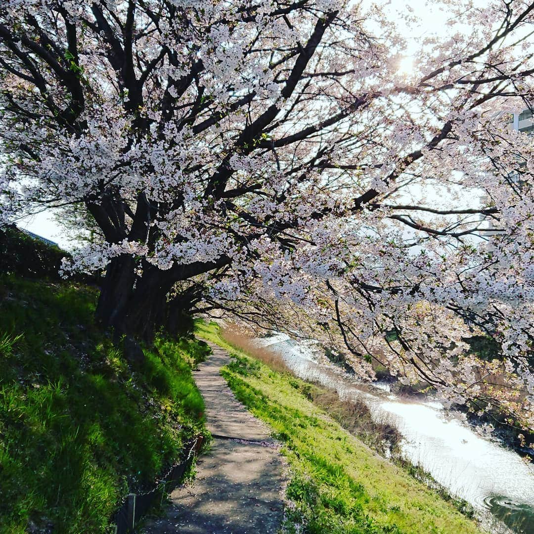 ホテル宮島別荘さんのインスタグラム写真 - (ホテル宮島別荘Instagram)「こんにちは❗予約販売センターの藤原直美です(*^▽^*) 実家近く桜ですが、雨が降ったあとも結構残っていました。 #宮島#ホテル宮島別荘#地御前#桜」4月9日 16時15分 - _miyajima_villa