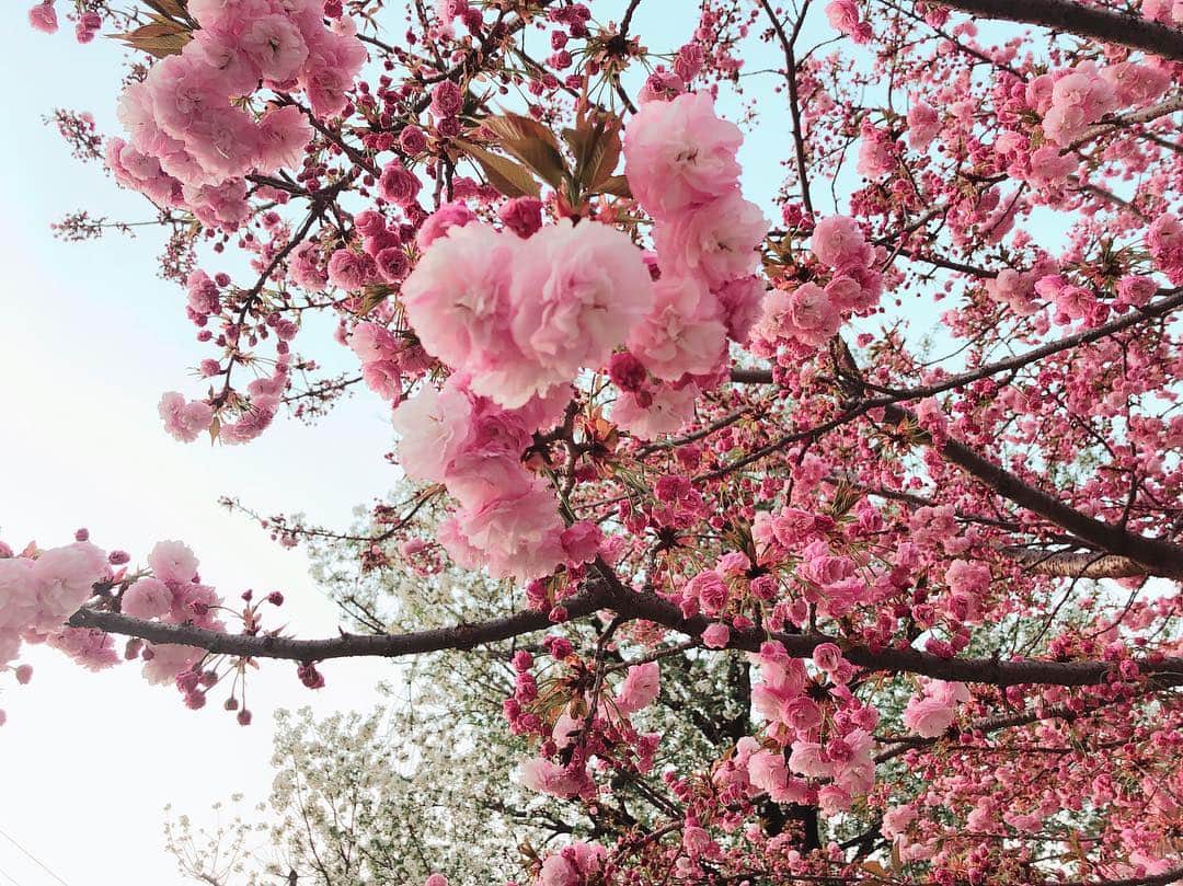 市井紗耶香さんのインスタグラム写真 - (市井紗耶香Instagram)「八重桜が満開を迎える昨日は息子の入学式、姉、妹たちも進級と我が家ではお祝いムードが続いています。  息継ぎをするのを忘れてしまうくらい目まぐるしい日が続いているけれど、限りなくキラキラ未来へ輝いている子どもたちを見ると、初心にかえる大切さもまた、教えてもらっているような気もします。  やっぱり、大好きな季節です。」4月9日 16時19分 - sayakaichii