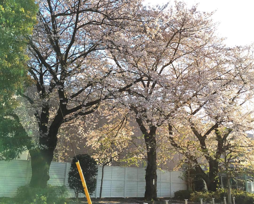 森田繁のインスタグラム：「井草の桜はまだ見頃」
