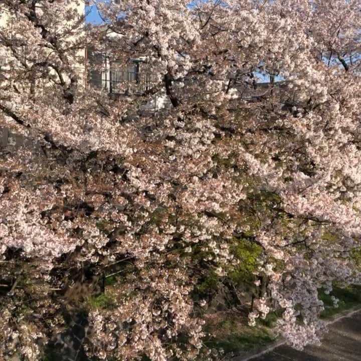 のインスタグラム：「ストーリーで話題になりましたので アップしときます😂  最後まで見て下さい！ . Cherry blossoms in Kyoto🌸  #桜 #京都桜 #京都伏見桜  #cherryblossoms」
