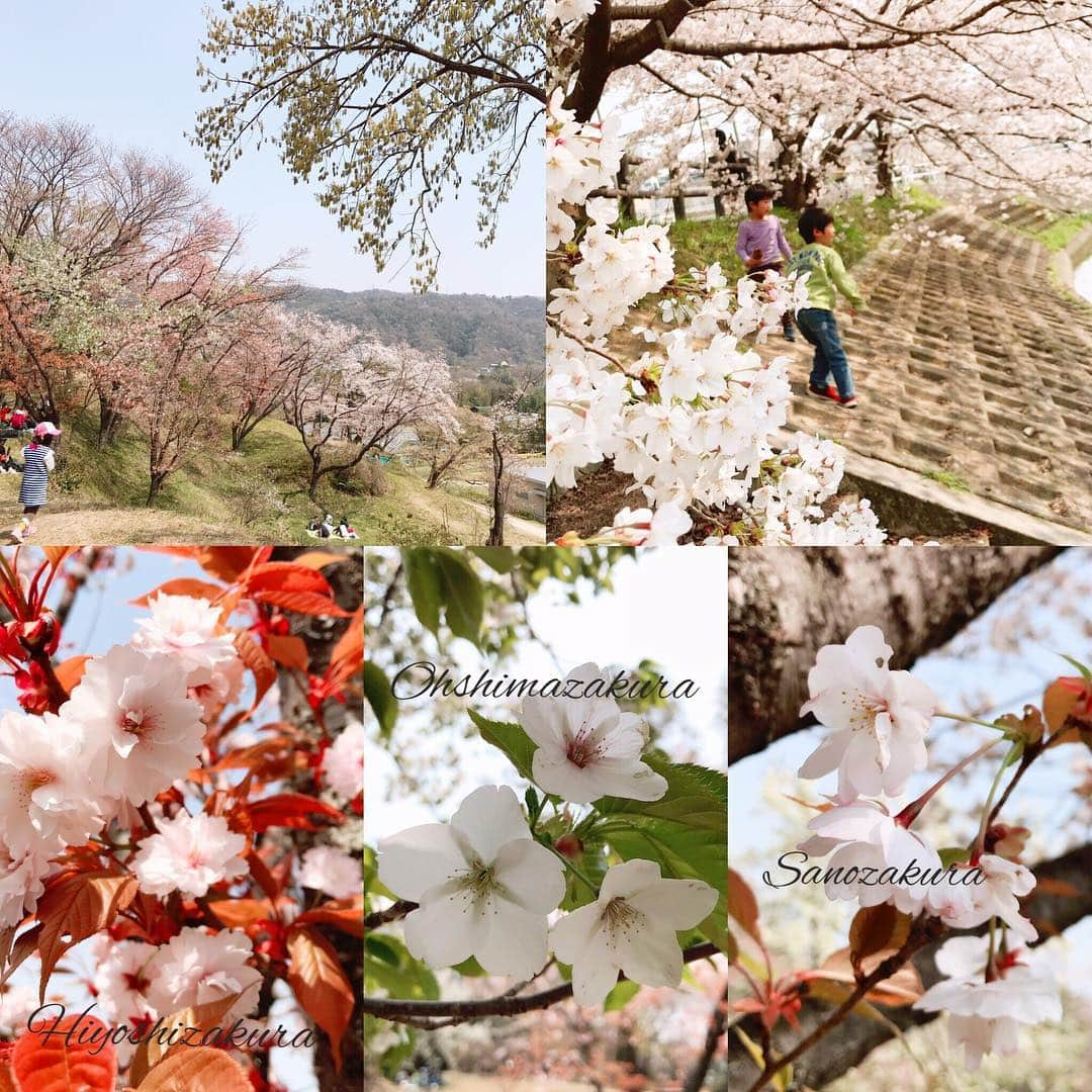 イラストレーター山崎牧子さんのインスタグラム写真 - (イラストレーター山崎牧子Instagram)「今年は 川沿いの桜並木🌸 植物園の種類豊富な桜🌸 それぞれの趣きを 楽しむことができました☺️ 私市植物園 #桜#お花見#子どもと休日#植物園#japan」4月9日 16時28分 - makiko.inatome