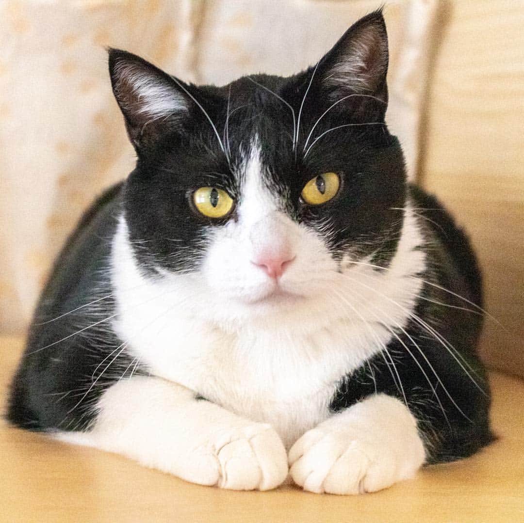 マアルのインスタグラム：「ムギちゃん🐈 #北海道 #旭川市 #ペットホテル #猫」