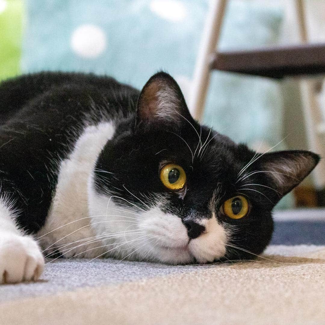 マアルのインスタグラム：「コタローちゃん🐈 #北海道 #旭川 #ペットホテル #猫」