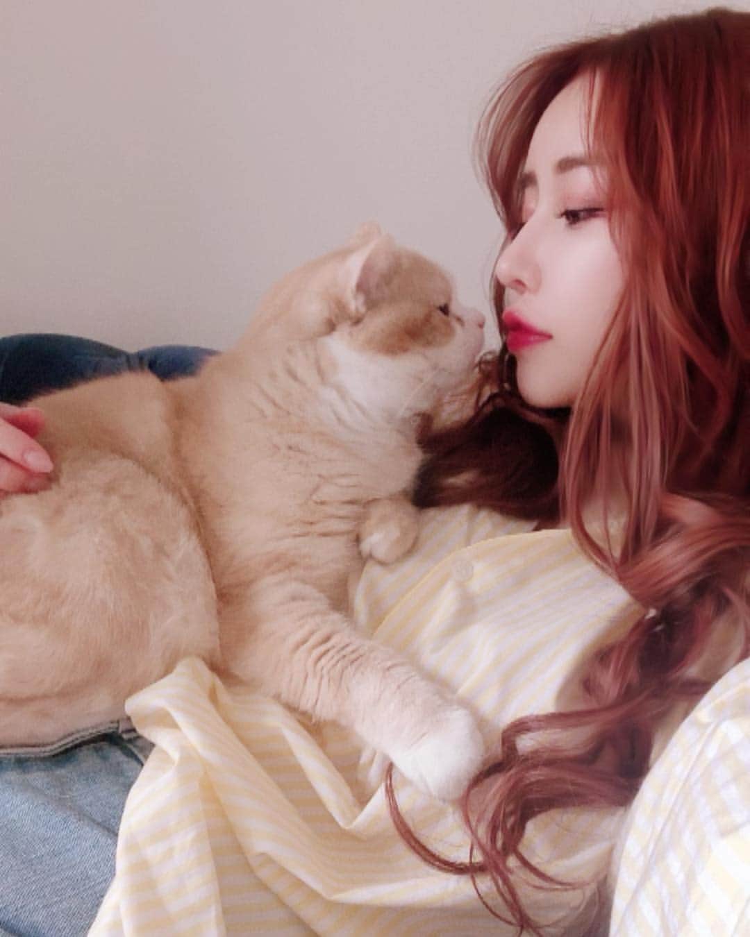 のインスタグラム：「love  #てつお#スコティッシュフォールド#cat」
