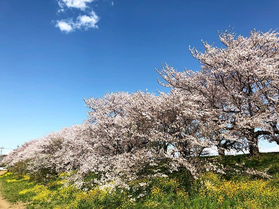 岡峰光舟さんのインスタグラム写真 - (岡峰光舟Instagram)「埼玉に桜を求めてプチツーリング。🌸#harleydavidson」4月9日 17時06分 - kohshuokamine