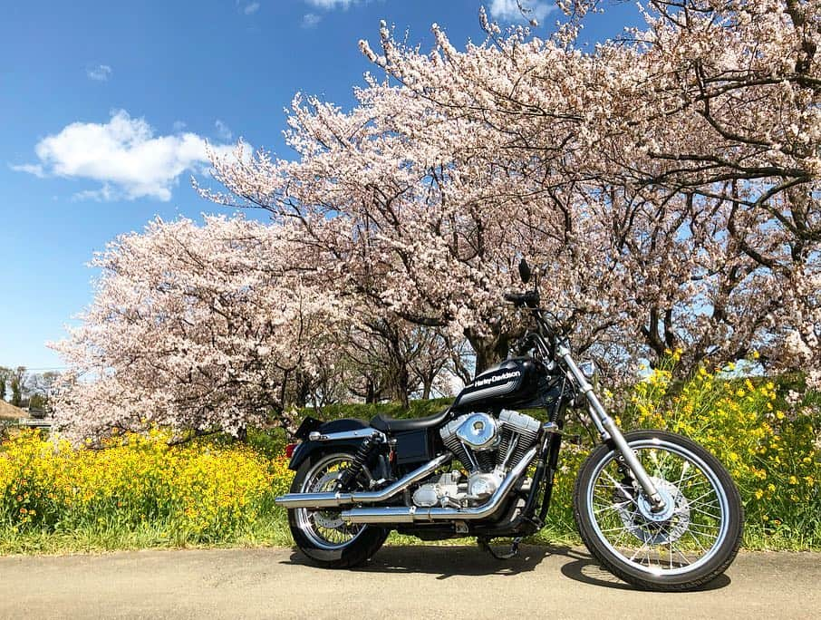 岡峰光舟さんのインスタグラム写真 - (岡峰光舟Instagram)「埼玉に桜を求めてプチツーリング。🌸#harleydavidson」4月9日 17時06分 - kohshuokamine