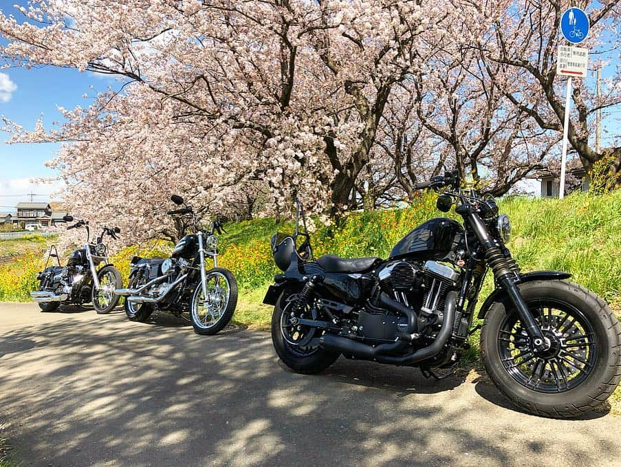 岡峰光舟さんのインスタグラム写真 - (岡峰光舟Instagram)「埼玉に桜を求めてプチツーリング。🌸#harleydavidson」4月9日 17時06分 - kohshuokamine