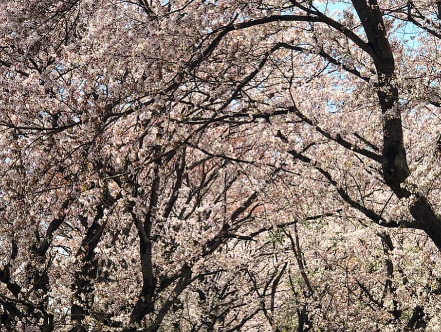 岡峰光舟さんのインスタグラム写真 - (岡峰光舟Instagram)「埼玉に桜を求めてプチツーリング。🌸#harleydavidson」4月9日 17時06分 - kohshuokamine