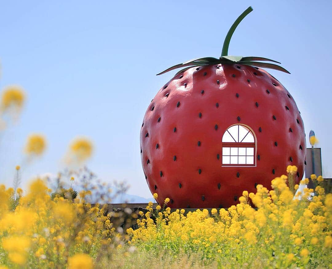 九州電力さんのインスタグラム写真 - (九州電力Instagram)「大きないちごのバス停🍓まるで童話の世界💖 . . #九州電力 #kyuden #九電 #九州の灯り #フルーツバス停 #いちご #いちごマニア #巨大オブジェ #フォトジェニックスポット #インスタ映えスポット #インスタスポット #絵本の世界 #メルヘンチック #メルヘンの世界 #strawberry #kawaiijapan #カメラ撮るの好きな人と繋がりたい #旅行好きな人と繋がりたい #長崎 #nagasaki #長崎よかとこばい #長崎旅行 #長崎カメラ部 #小長井 #九州ぐらむ #ファインダー越しの私の世界 #九州旅行 #九州 #kyushu #九州愛」4月9日 17時07分 - kyuden_official