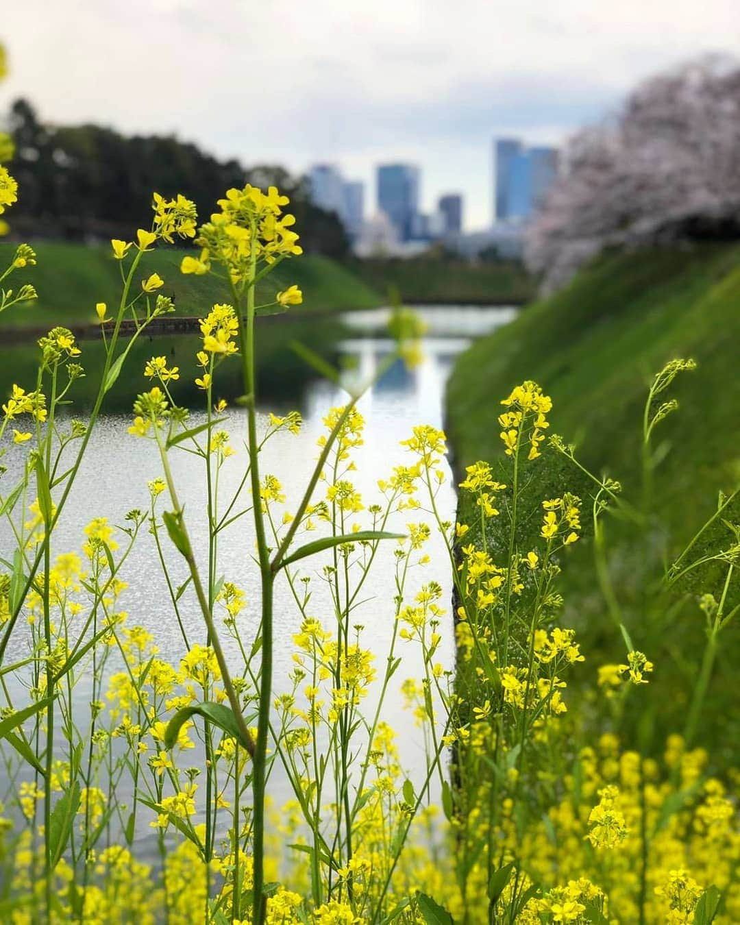 Palace Hotel Tokyo / パレスホテル東京さんのインスタグラム写真 - (Palace Hotel Tokyo / パレスホテル東京Instagram)「春の醍醐味は、桜だけでなく菜の花も。鮮やかな黄色は見ているだけで気分も明るくなりますね。Cherry blossoms aren't the only Japanese spring flower, have you seen the beautiful yellow field mustards in bloom?  #菜の花 #春の醍醐味 #春の香り #お濠 #お濠端 #日本の春 #花見 #お花見 #千鳥ヶ淵 #丸の内 #パレスホテル東京 #fieldmustard #rapeseed #Japanesespring #hanami #moatside #moat #lhwtraveler #uncommontravel #leadinghotelsoftheworld #Chidorigafuchi #Marunouchi #PalaceHotelTokyo」4月9日 17時16分 - palacehoteltokyo