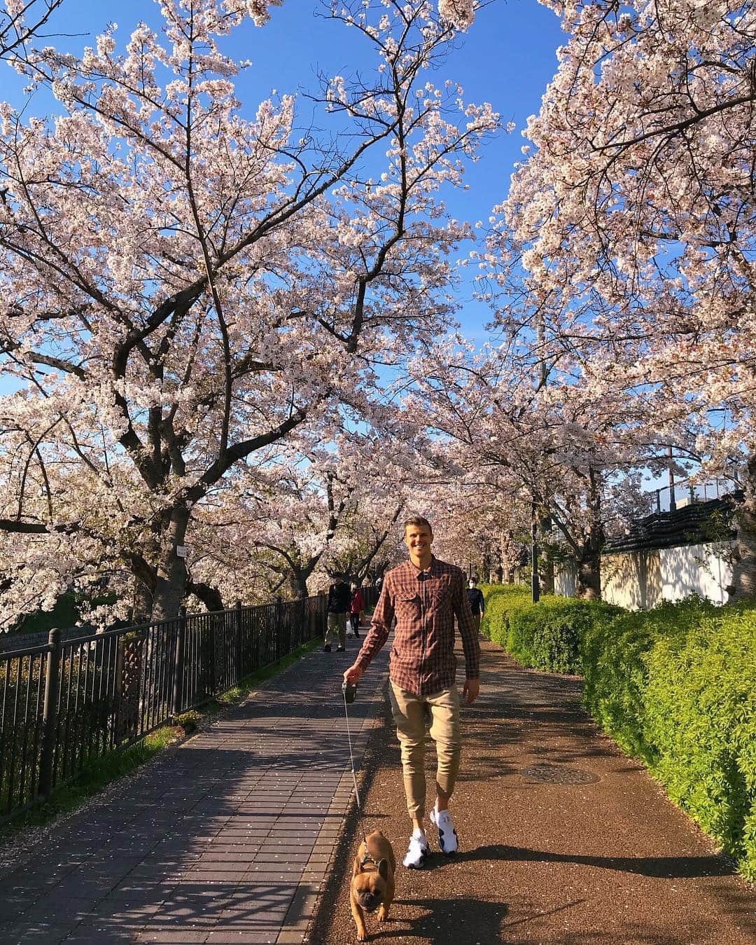 ミチェル・ランゲラクのインスタグラム：「Enjoying the last week of the cherry blossoms! #japan #sakura」