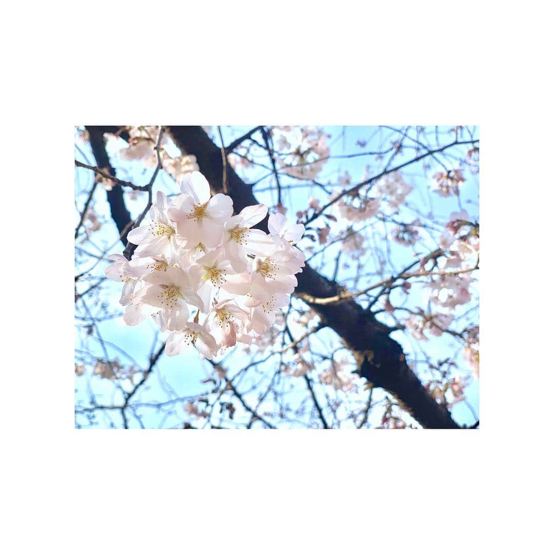 外岡えりかさんのインスタグラム写真 - (外岡えりかInstagram)「舞い散る花びら一枚一枚が 幸せを届けてくれますね🌸 #桜 #sakura #春」4月9日 17時35分 - erica_tonooka