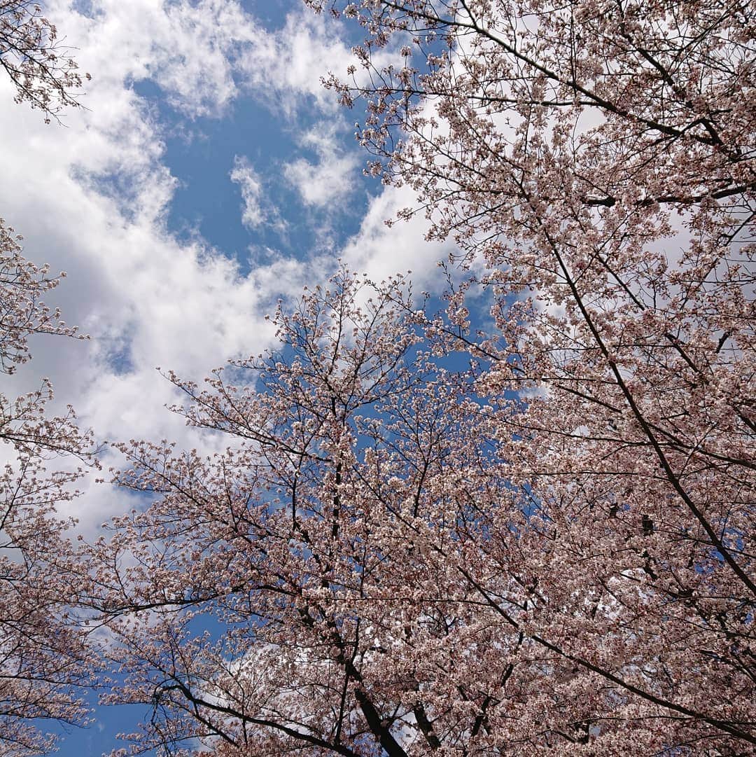 武藤乃子さんのインスタグラム写真 - (武藤乃子Instagram)「🌸 今日の桜。 群馬も散り始め。 今年は桜をたくさん見られて、良かったな🌸  #桜 #群馬 #センター分け #センターパート #再投稿  前髪を真ん中分けにしただけで、違う人みたいに見える。笑」4月9日 17時34分 - muto_noriko.11