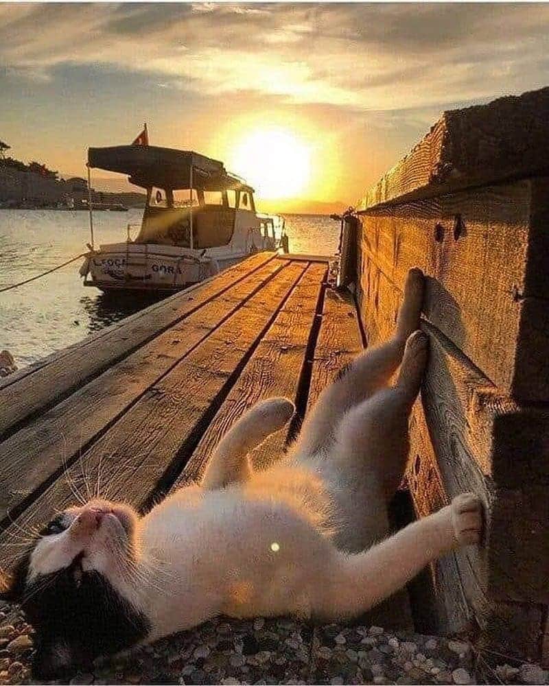 Pleasant Catsさんのインスタグラム写真 - (Pleasant CatsInstagram)「📷 from Unknown "Waiting for the summer 🌅😸" #pleasantcats」4月10日 4時23分 - pleasantcats