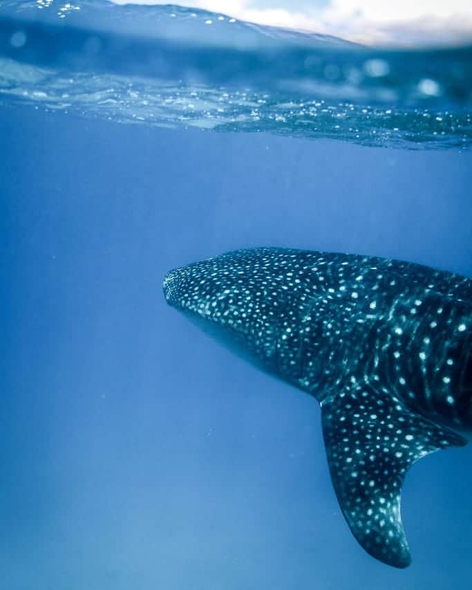 And Youさんのインスタグラム写真 - (And YouInstagram)「Whale Sharks are gentle giants 💙. They feed on plankton, and they do not have teeth. The largest one ever seen was more than 30 feet long.  Mahalo to our amazing photographer @rbblunicn for capturing this absolutely gorgeous shot during a tour! #saltnomads #discoverocean #whaleshark #underwaterphotography #artofvisuals」4月10日 4時25分 - dolphinsandyou