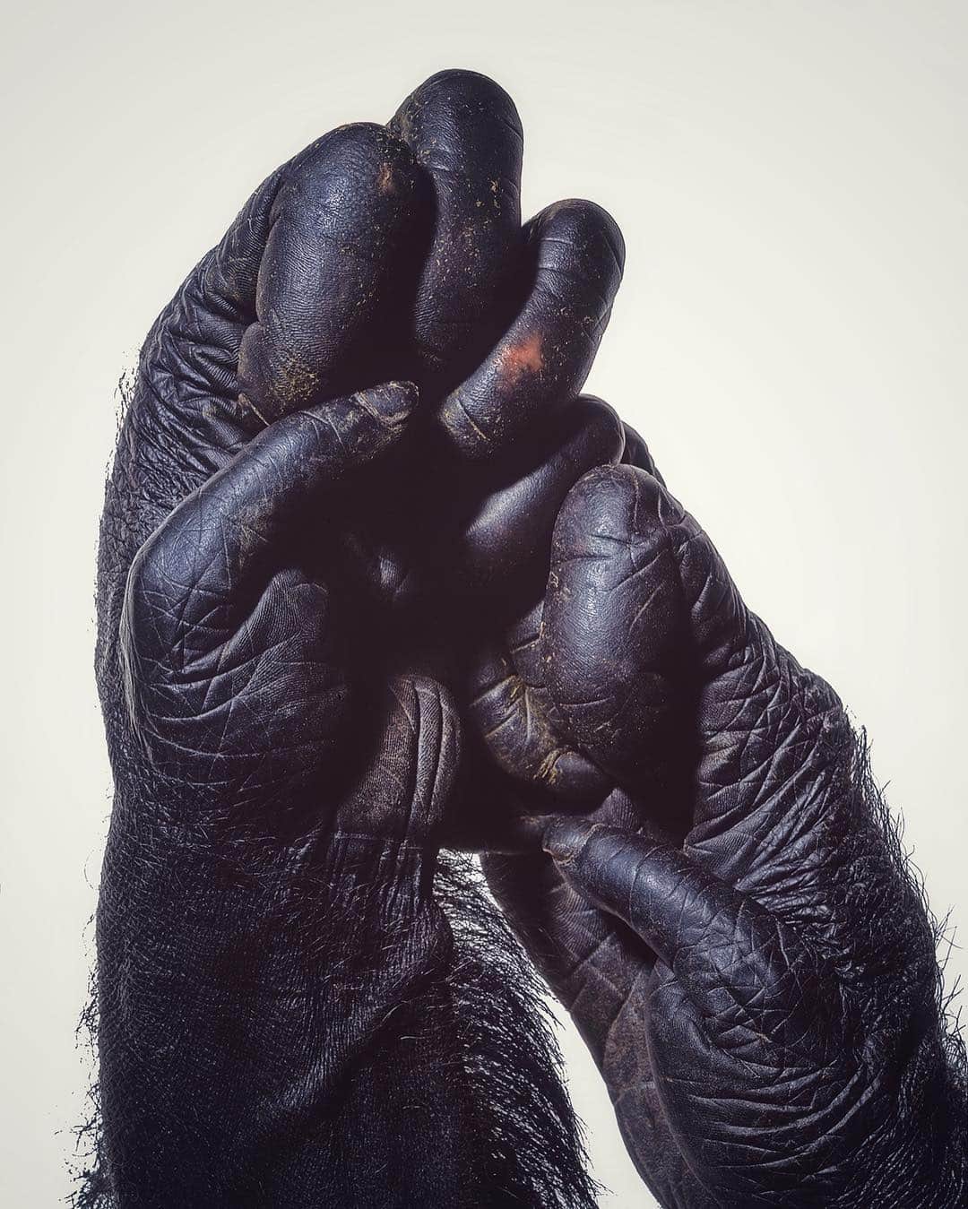 Robert Clarkさんのインスタグラム写真 - (Robert ClarkInstagram)「While working on a story for @natgeo on #CharlesDarwin, “Was Darwin Wrong” I was able to photograph this ape hand. The human hand is a marvel of dexterity. It can thread a needle, coax intricate melodies from the keys of a piano, and create lasting works of art with a pen or a paintbrush. Many scientists have assumed that our hands evolved their distinctive proportions over millions of years of recent evolution. But a new study suggests a radically different conclusion: Some aspects of the human hand are actually anatomically primitive—more so even than that of many other apes, including our evolutionary cousin the chimpanzee. The findings have important implications for the origins of human toolmaking, as well as for what the ancestor of both humans and chimps might have looked like. Humans and chimps diverged from a common ancestor perhaps about 7 million years ago, and their hands now look very different. We have a relatively long thumb and shorter fingers, which allows us to touch our thumbs to any point along our fingers and thus easily grasp objects. Chimps, on the other hand, have much longer fingers and shorter thumbs, perfect for swinging in trees but much less handy for precision grasping. For decades the dominant view among researchers was that the common ancestor of chimps and humans had chimplike hands, and that the human hand changed in response to the pressures of natural selection to make us better toolmakers.  But recently some researchers have begun to challenge the idea that the human hand fundamentally changed its proportions after the evolutionary split with chimps. The earliest humanmade stone tools are thought to date back 3.3 million years, but new evidence has emerged that some of the earliest members of the human line—such as the 4.4-million-year-old Ardipithecus ramidus (“Ardi”)—had hands that resembled those of modern humans rather than chimps, even though it did not make tools.  Words by #michaelbalter of #ScienceMagazine.」4月10日 4時26分 - robertclarkphoto