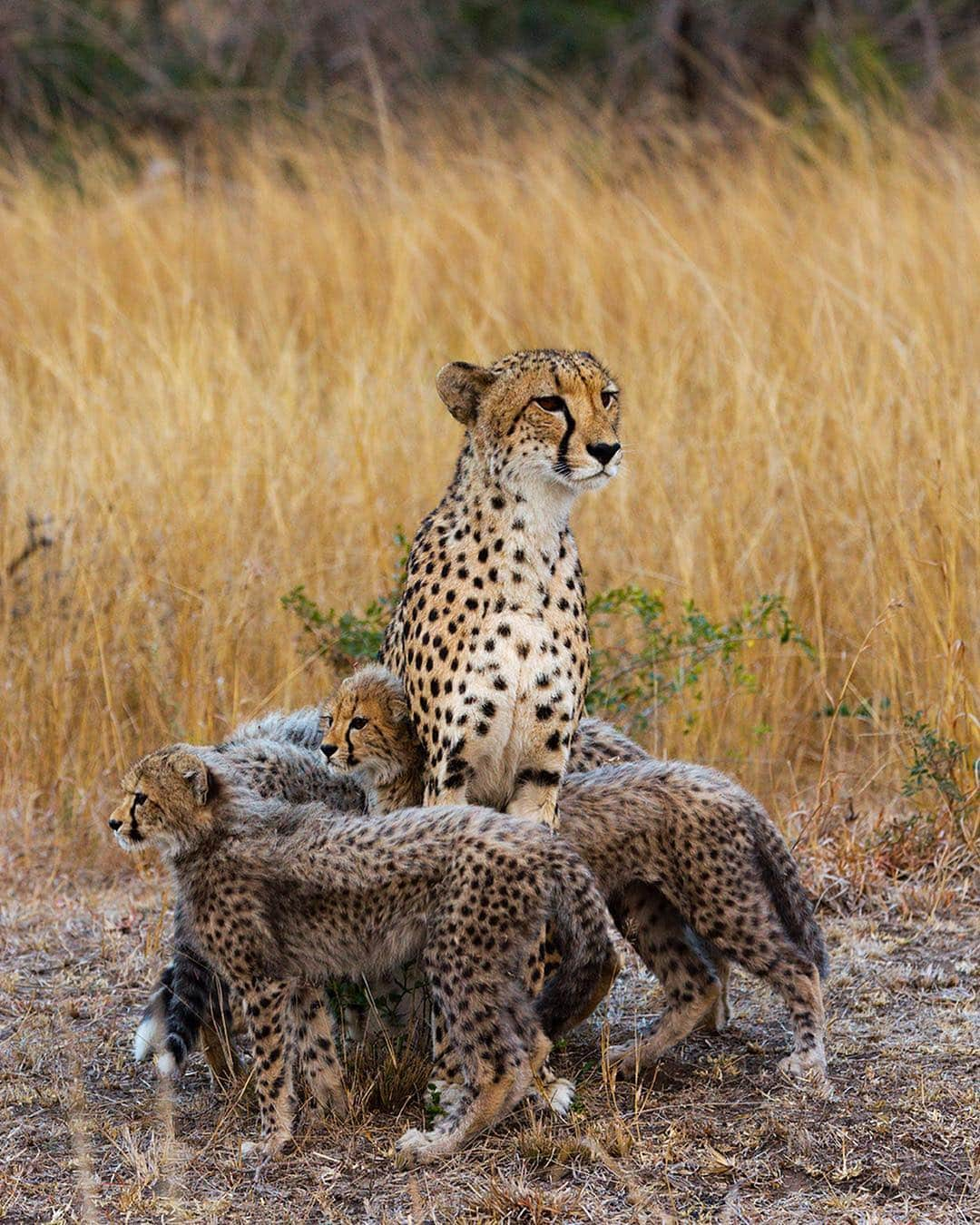 National Geographic Creativeさんのインスタグラム写真 - (National Geographic CreativeInstagram)「Photo by @stevewinterphoto | A mother cheetah stands surrounded by her cubs in the Phinda Game Reserve, South Africa. #Cheetah #Wildlife #SouthAfrica」4月10日 3時04分 - natgeointhefield