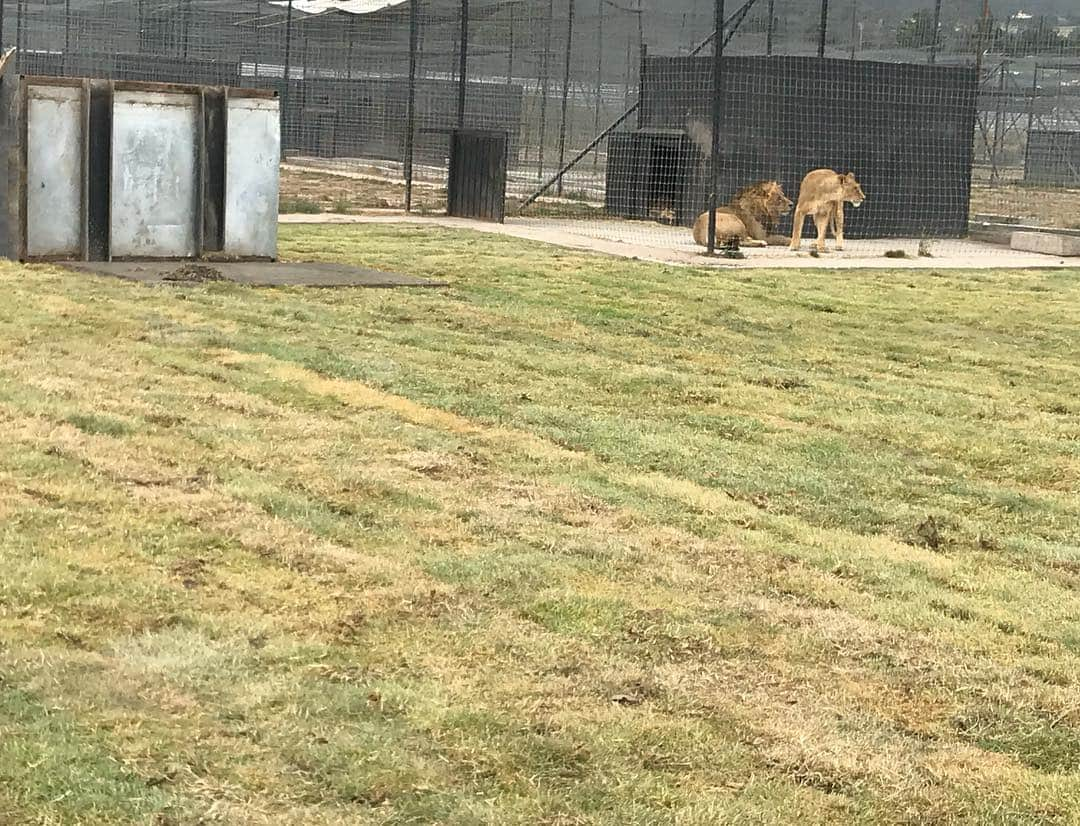 Black Jaguar-White Tiger さんのインスタグラム写真 - (Black Jaguar-White Tiger Instagram)「Lovey Dovey’s habitat is almost ready. We are just working on the ditch :) #LovesPrideBJWT #SaveLions」4月10日 3時14分 - blackjaguarwhitetiger