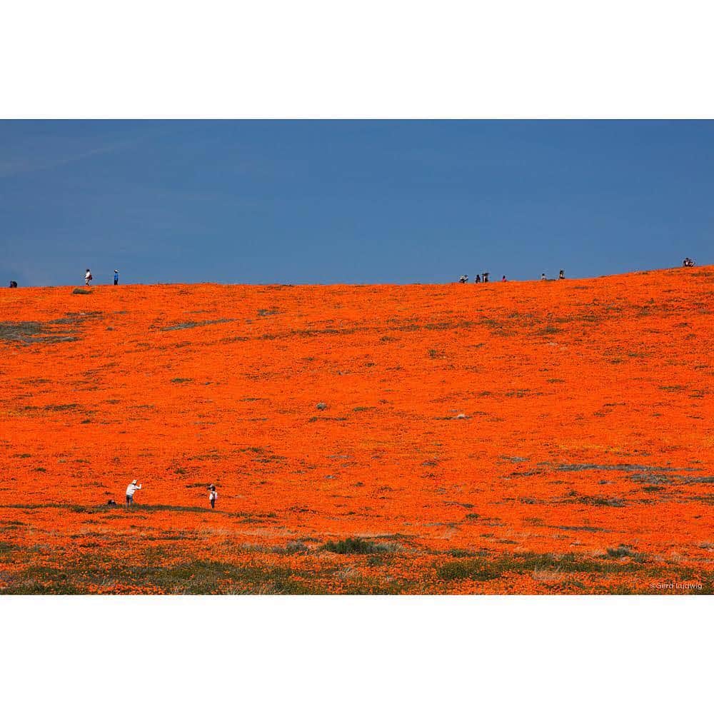 Gerd Ludwigさんのインスタグラム写真 - (Gerd LudwigInstagram)「Tourists flock to Southern California’s Antelope Valley poppy preserve to explore and enjoy this year’s “super bloom.” The rare natural phenomenon is caused by heavier-than-usual rainfall activating many long-dormant wildflower seeds and prompting them to bloom in massive amounts.  The flowers, including California poppies, Desert Dandelion, Sand Verbena and Evening Primrose, carpet many areas in Southern California, some of which reportedly haven’t seen as many blooming flowers in the past 100 years. They draw many people eager to witness the super bloom and take advantage of photo opportunities. On windy days, the poppies close earlier than usual, finicky to changes in light and weather conditions.  @thephotosociety #California #AntelopeValley #superbloom #poppies」4月10日 3時26分 - gerdludwig