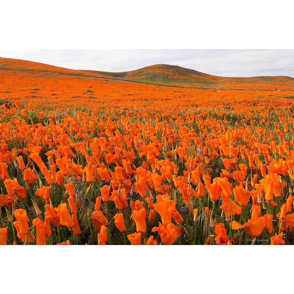 Gerd Ludwigさんのインスタグラム写真 - (Gerd LudwigInstagram)「Tourists flock to Southern California’s Antelope Valley poppy preserve to explore and enjoy this year’s “super bloom.” The rare natural phenomenon is caused by heavier-than-usual rainfall activating many long-dormant wildflower seeds and prompting them to bloom in massive amounts.  The flowers, including California poppies, Desert Dandelion, Sand Verbena and Evening Primrose, carpet many areas in Southern California, some of which reportedly haven’t seen as many blooming flowers in the past 100 years. They draw many people eager to witness the super bloom and take advantage of photo opportunities. On windy days, the poppies close earlier than usual, finicky to changes in light and weather conditions.  @thephotosociety #California #AntelopeValley #superbloom #poppies」4月10日 3時26分 - gerdludwig