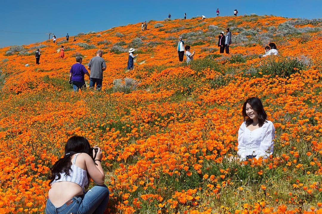 thephotosocietyさんのインスタグラム写真 - (thephotosocietyInstagram)「Photo by @gerdludwig | California’s “super bloom”—the most expansive I’ve seen since moving here more than three decades ago—has drawn thousands of tourists, eager to experience the phenomenon firsthand and take advantage of the many photo opportunities. These tourists in Antelope Valley spent a while trying out different poses alongside the California poppies. I found capturing the juxtaposition of the many visitors to the flowers to be just as intriguing as the blooms themselves. For more photos from the super bloom, go to @gerdludwig.  #California #AntelopeValley #superbloom #poppies」4月10日 3時34分 - thephotosociety