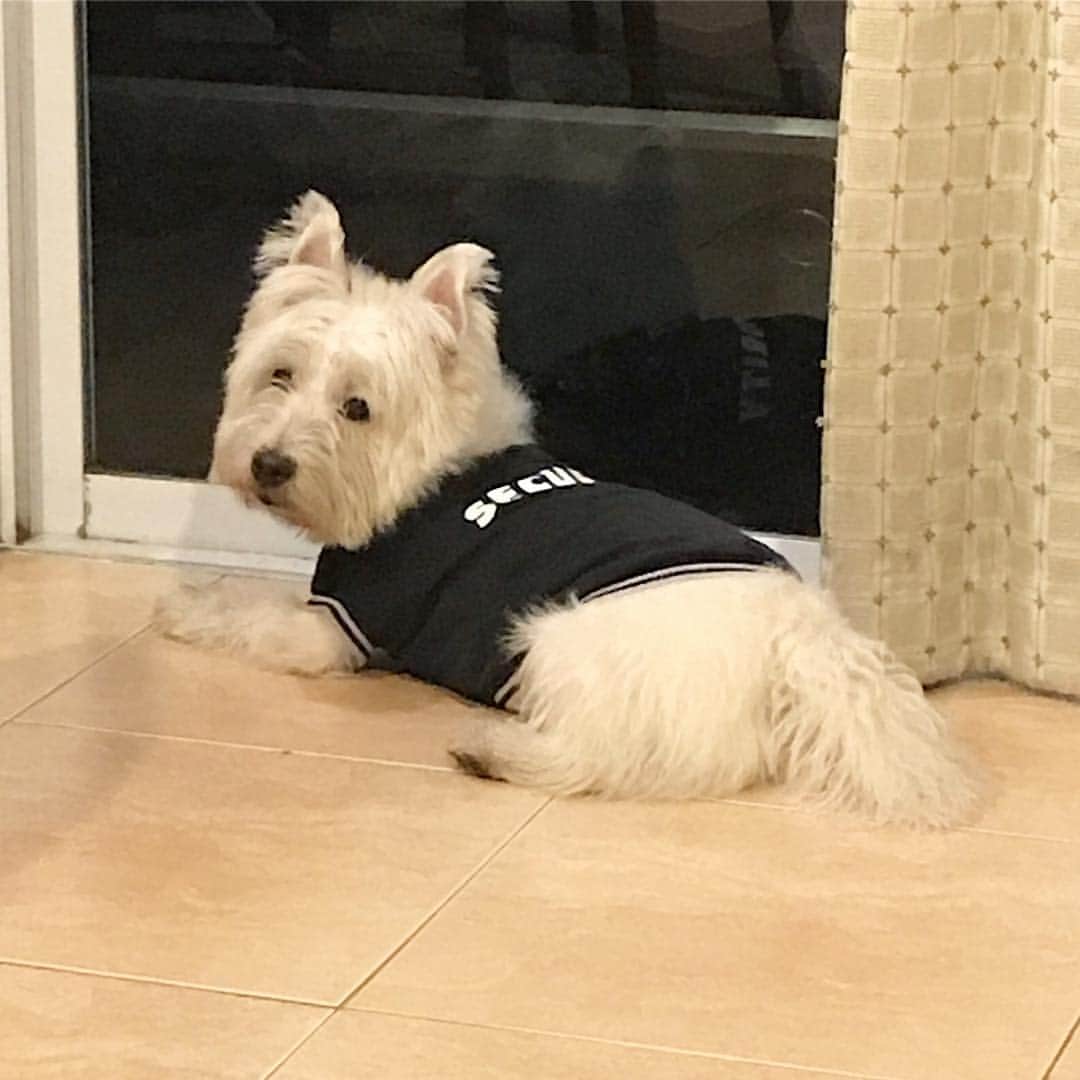 Hoykong&Plamuekのインスタグラム：「I am a security #plamuek_westies」