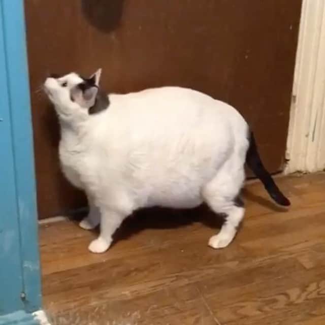 VICEさんのインスタグラム写真 - (VICEInstagram)「If you’re still salty about losing the sweepstakes to adopt @theebrunobartlett (the “extremely high maintenance” cat) fear not—a new chonky boy has entered the fray. 🐈 Meet @bigbarsik, an “extremely obese” cat who weighs in at a staggering 41 pounds. 🏋️‍♂️ He’s currently being fostered by @anjelliclecats, but will likely be available for adoption once he's put on a diet plan. 👉 Link in bio. 📸: Angelique Iuzzolino」4月10日 3時50分 - vice