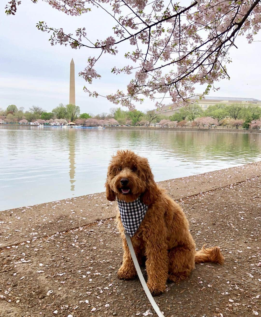 モーガン・プレッセルさんのインスタグラム写真 - (モーガン・プレッセルInstagram)「Touristing with the puppers 🌸」4月10日 4時18分 - mpressel