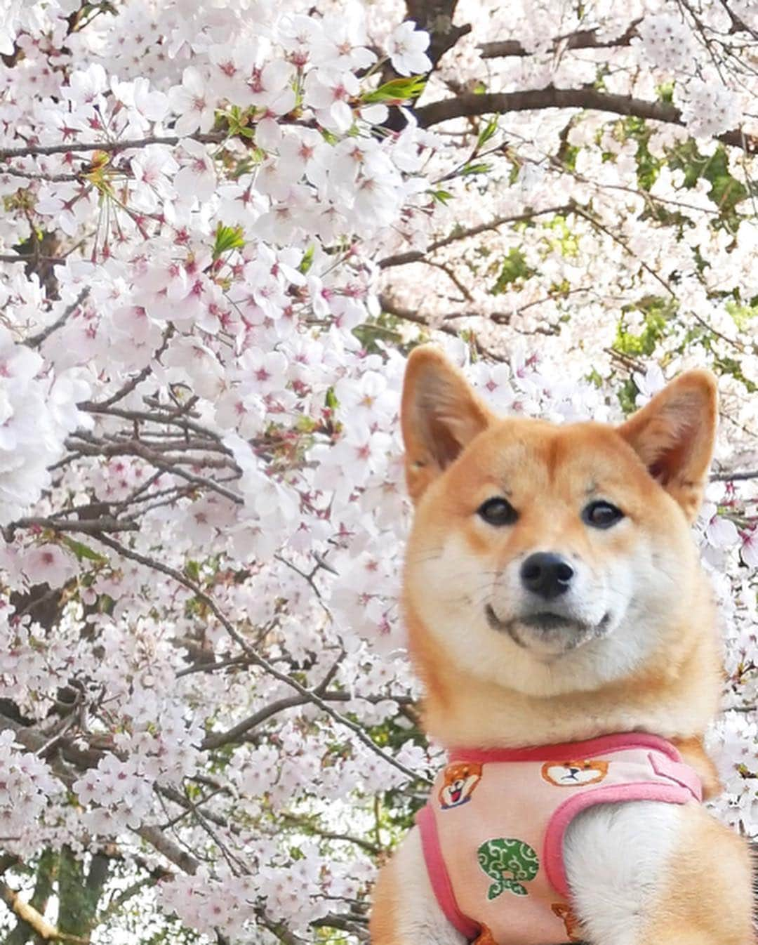 shibainu berryさんのインスタグラム写真 - (shibainu berryInstagram)「桜に埋もれるむくみん🦊🌸 ３枚目のむくみん眉毛なんか変😂 #徳島 #神山森林公園 #❤️迷子犬の掲示板応援団 @maigo_dog  #❤️迷子犬の掲示板四国応援団 @maigo_dog_shikoku #柴犬 #べりやん #べりむく #多頭飼い #berry #shiba #shibainu  #shibainumania #shibastagram #instashiba #ぷにっと部 #口角キュキュッと部  #チーム俺様 →部員絶賛募集中 #shiba_snap #proudshibas #west_dog_japan #サンデイ #instagramjapan #ふわもこ部 #pecoいぬ部 #pecotv #buzzfeedanimals #dogsofinstagram #dogsofinstaworld #dogs_of_instagram #9gag」4月9日 19時29分 - shibainu.berry