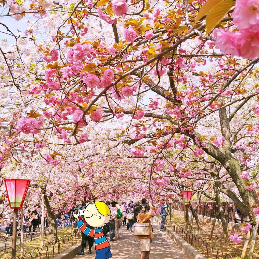 Osaka Bob（大阪観光局公式キャラクター）さんのインスタグラム写真 - (Osaka Bob（大阪観光局公式キャラクター）Instagram)「One of Osaka's most famous cherry-blossom viewing spots... The Mint! This  tunnel of cherry trees will lead you to a Sakura paradise ☺️ . なにわの春の風物詩。 造幣局　桜の通り抜け🌸 桜の道を歩いてお花見～ . #osakasakura #osakamint #造幣局桜の通り抜け #withOsakaBob #OSAKA #maido」4月9日 19時29分 - maido_osaka_bob