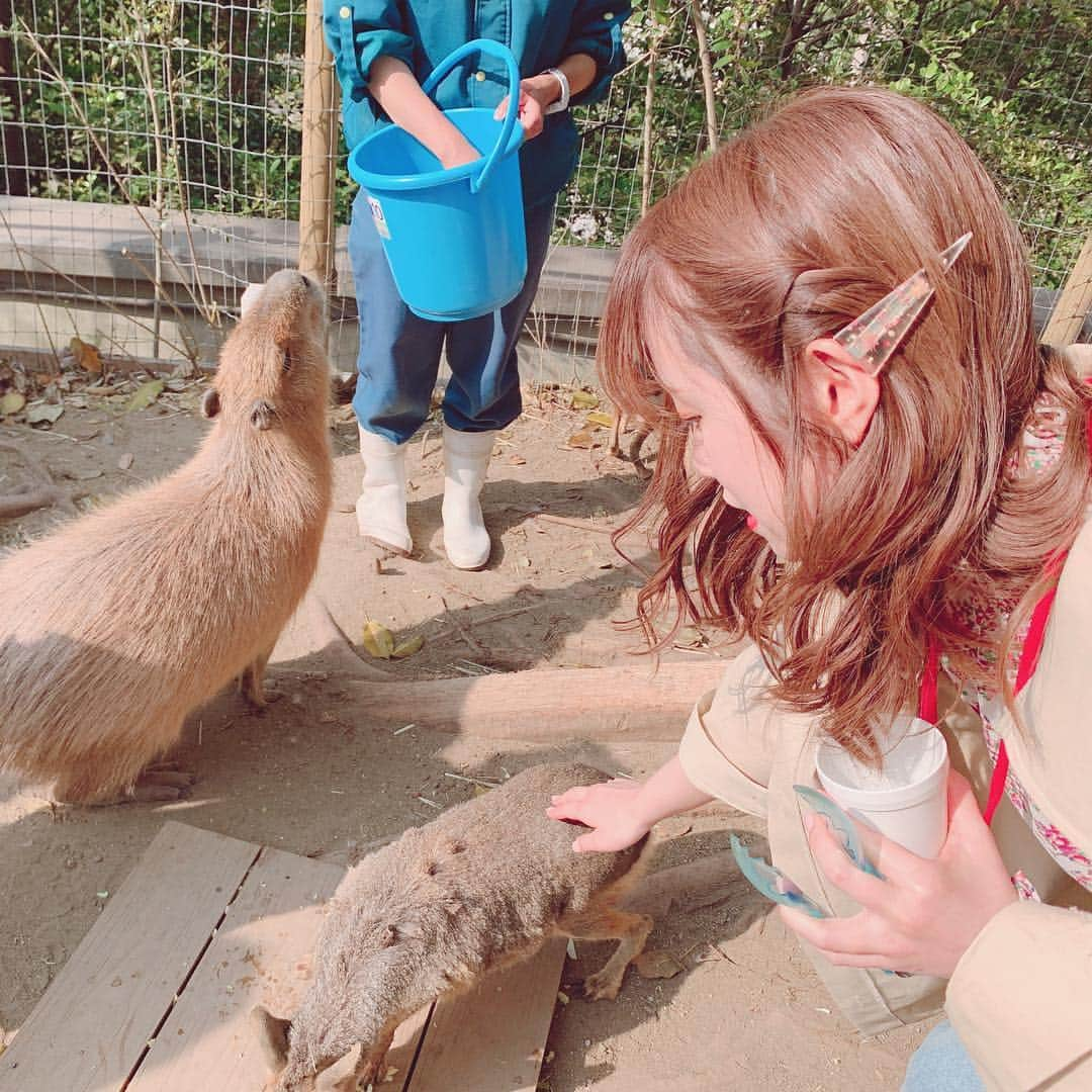 飯野雅さんのインスタグラム写真 - (飯野雅Instagram)「マーラーとカピバラの餌やり体験😊 . 動物好きにはたまりません🥺💕🥺💕 マーラーにもあげたかったのに1匹のカピバラがずっと食べてて笑った😂」4月9日 19時25分 - biichan_