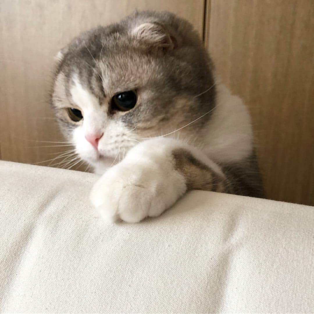 *eri*さんのインスタグラム写真 - (*eri*Instagram)「こんばんは⋆｡˚✩ ちょいちょい🐾 立ってますにゃん😸💖 2019.4.09 #猫 #ねこ #スコティッシュフォールド #ネコ #ねこ部 #にゃんこ #スコティッシュ#ニャンコ#ペット#スコ#猫部#cat #Scottishfold」4月9日 19時30分 - eriten8