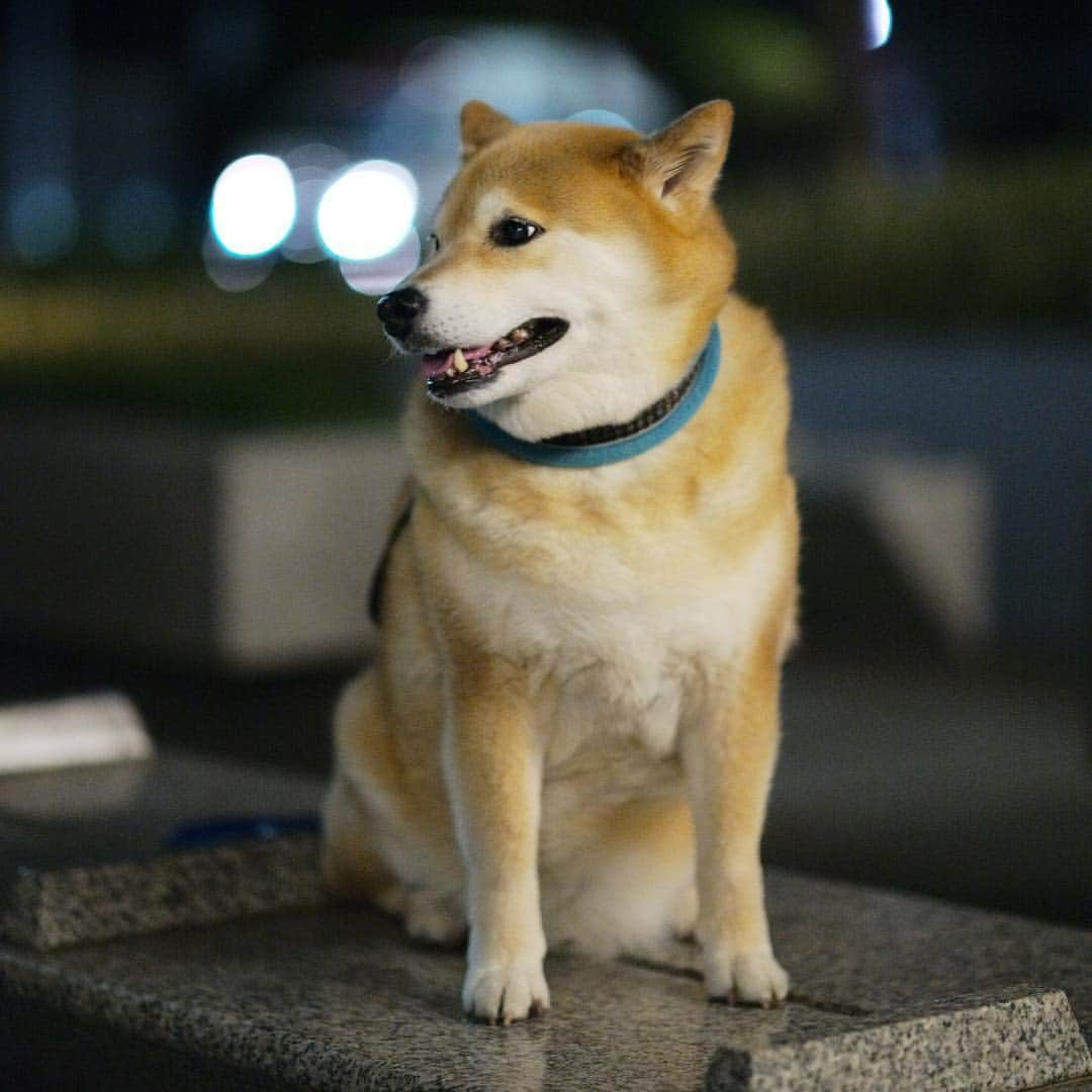 まる（まるたろう）さんのインスタグラム写真 - (まる（まるたろう）Instagram)「We have had untimely cold in today. It will probably snow tomorrow . ✨🐶☃️✨明日は雪が降るかもしれないんだって✨ #パパが言ってた #達郎も言ってた #かまくら作ってお花見できるかな #ワクワク #ふふふのふ」4月9日 19時27分 - marutaro