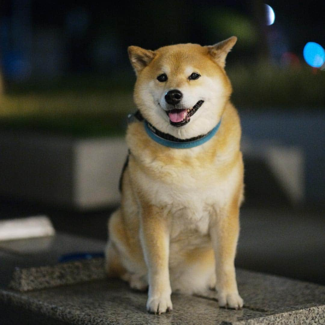 まる（まるたろう）さんのインスタグラム写真 - (まる（まるたろう）Instagram)「We have had untimely cold in today. It will probably snow tomorrow . ✨🐶☃️✨明日は雪が降るかもしれないんだって✨ #パパが言ってた #達郎も言ってた #かまくら作ってお花見できるかな #ワクワク #ふふふのふ」4月9日 19時27分 - marutaro