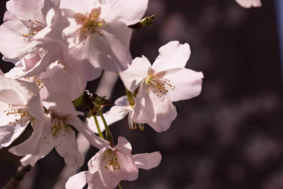 岡本圭司さんのインスタグラム写真 - (岡本圭司Instagram)「Cherry blossom🌸 神戸帰ってきたら桜咲いてた。 春だ！  #photography  #kobe」4月9日 19時30分 - hywod_kj