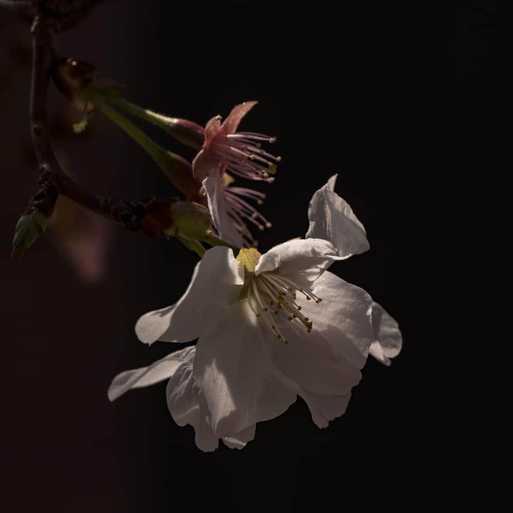 岡本圭司さんのインスタグラム写真 - (岡本圭司Instagram)「Cherry blossom🌸 神戸帰ってきたら桜咲いてた。 春だ！  #photography  #kobe」4月9日 19時30分 - hywod_kj