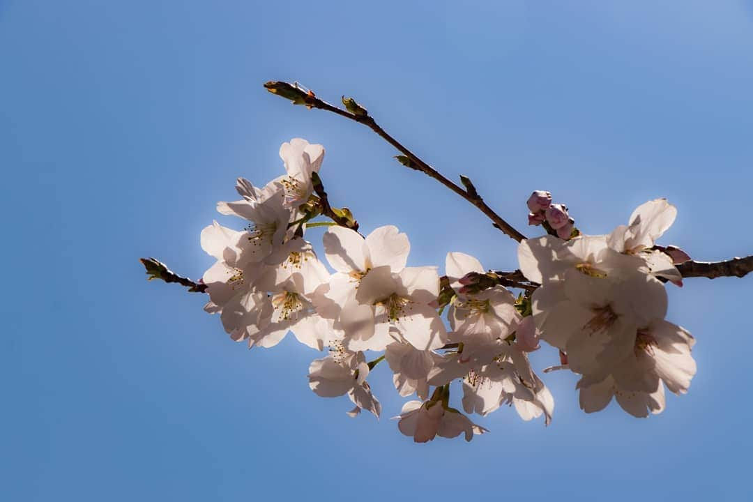 岡本圭司さんのインスタグラム写真 - (岡本圭司Instagram)「Cherry blossom🌸 神戸帰ってきたら桜咲いてた。 春だ！  #photography  #kobe」4月9日 19時30分 - hywod_kj