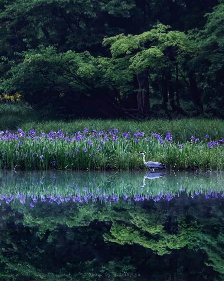 花の写真館のインスタグラム：「Photo by @ef2818yuya.⠀ https://instagram.com/ef2818yuya/⠀ .⠀ Original Post[投稿頂いたURL]⠀ https://www.instagram.com/p/Bjv2rVjA9yQ/⠀ .⠀ 本アカウントは、 #私の花の写真 をつけてInstagramに投稿された皆さまの花の写真や、「花の写真館」Facebookページで投稿された花の写真を紹介します。⠀ 「花の写真館」Facebookページは、「 @floral.photograph 」のプロフィールにあるURLからご覧ください。⠀ .⠀ #花の写真館 #floralphotograph #floralphoto #flower #flowers #富士フイルム #FUJIFILM⠀ Follow: @floral.photograph」