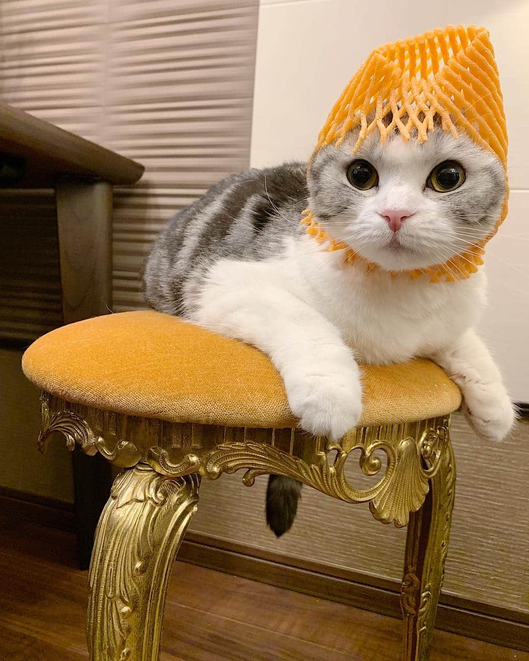 Hitoさんのインスタグラム写真 - (HitoInstagram)「. ムムザベス2世👸🏰🍊 . #cat #catlovers #catloversclub #scottishfold #vintage #vintagechair #せとか #オレンジ」4月9日 19時31分 - hito0806