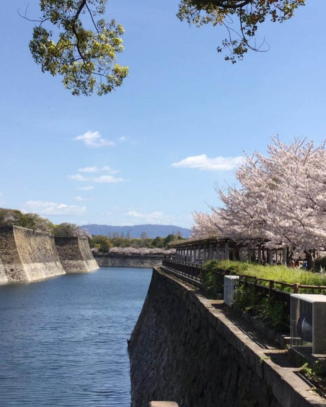 榊原郁恵さんのインスタグラム写真 - (榊原郁恵Instagram)「. 「#雪まろげ」休演日 柴っちゃん・しずちゃんは別のお仕事。 青木さんはお子さんが新学年が始まるので一旦お家へ！ 私はお友達（#筒井真理子 ちゃん）が出演中の舞台観劇に‼️ その前に どーーーーしても桜🌸が見たくて、#大阪城🏯にブラブラ徒歩で行って来ました❣️ 3月はずっとお稽古そして、4月からずーっと舞台で外に出る機会が無く。 青空の下、風に揺れる可愛らしい桜🌸に触れ……癒されました❣️❣️ 夕飯は途中お惣菜屋さんで買ったメンチカツ&鯵フライ…ホテルのお部屋でゆっくりいただきました…充実した休日！ 又明日から#新歌舞伎座 に来てくださるお客さんに楽しんで頂ける様、頑張りまーす❣️. .  #空ばかり見ていた #森ノ宮ピロティホール #榊原郁恵」4月9日 19時33分 - sakakibara.ikue