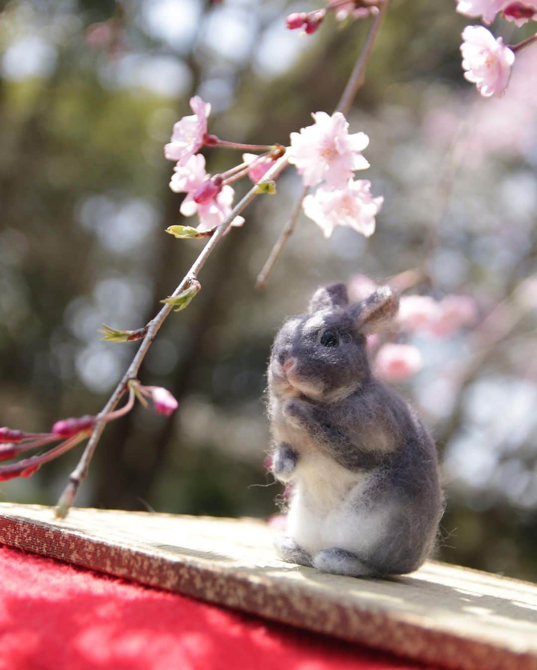 MaRi.Kのインスタグラム：「昨日の桜🌸との写真、 一番いいモデルさんは #ふんわりランくん だったかも😆  #ふんわりさん」